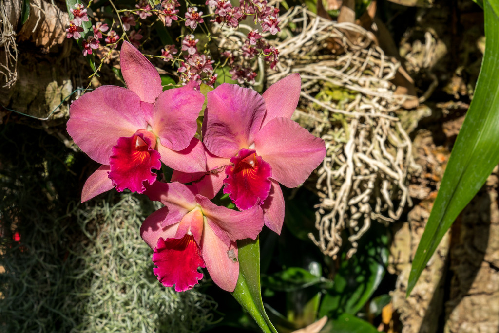 Pink Orchids by rminer