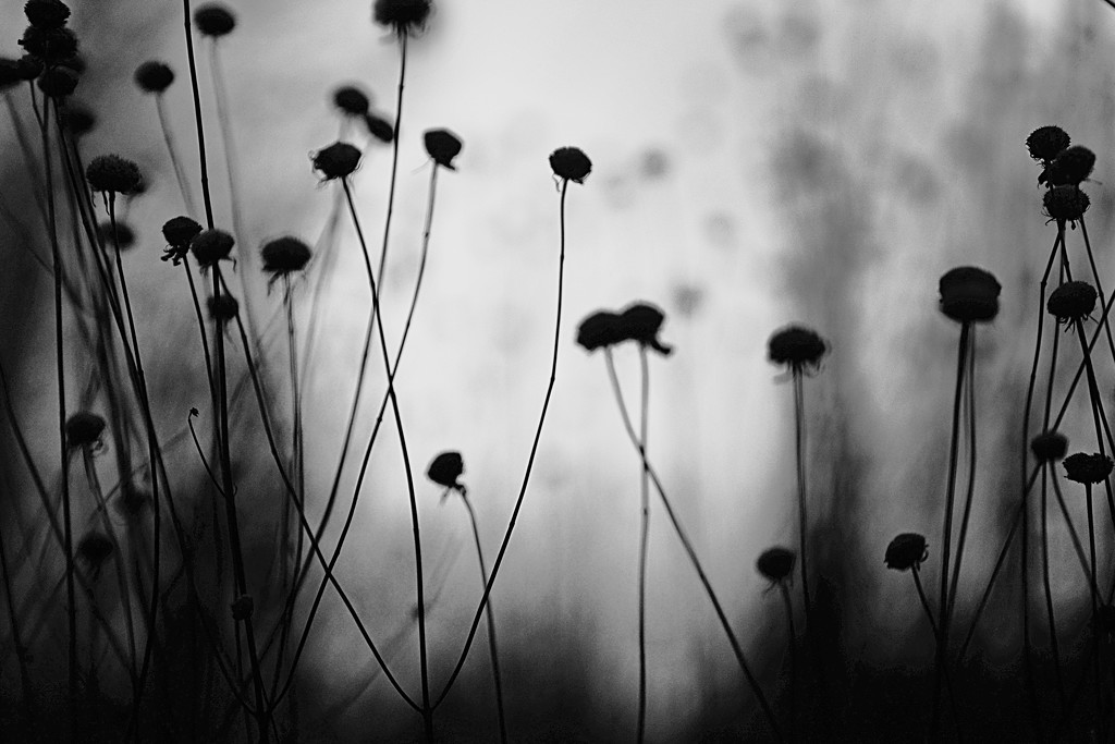 Wildflower bud / silhouette! by fayefaye