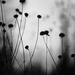 Wildflower bud / silhouette! by fayefaye