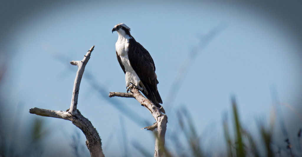 Osprey on the Prowl! by rickster549