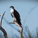 Osprey on the Prowl! by rickster549
