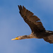Cormorant Fly-by! by rickster549