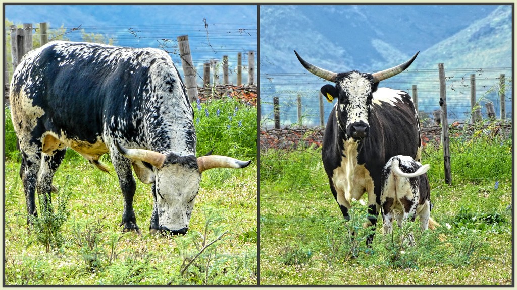 This is the real Nguni cattle. by ludwigsdiana