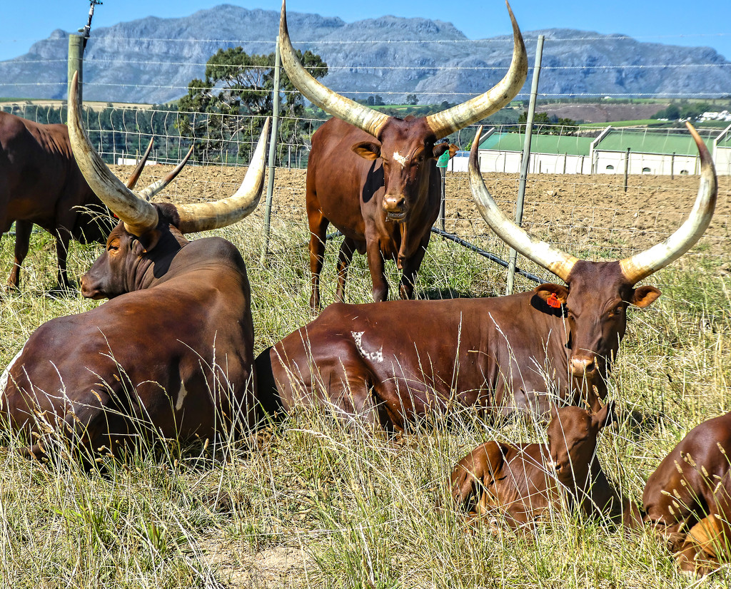Ankole Long-Horned cattle of Uganda...... by ludwigsdiana