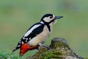 2nd Dec 2017 - FEMALE GREAT SPOTTED WOODPECKER