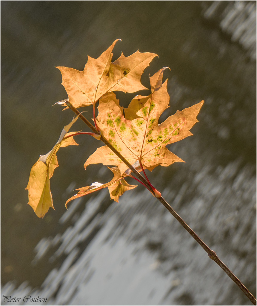 A Leaf by pcoulson