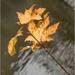 A Leaf by pcoulson