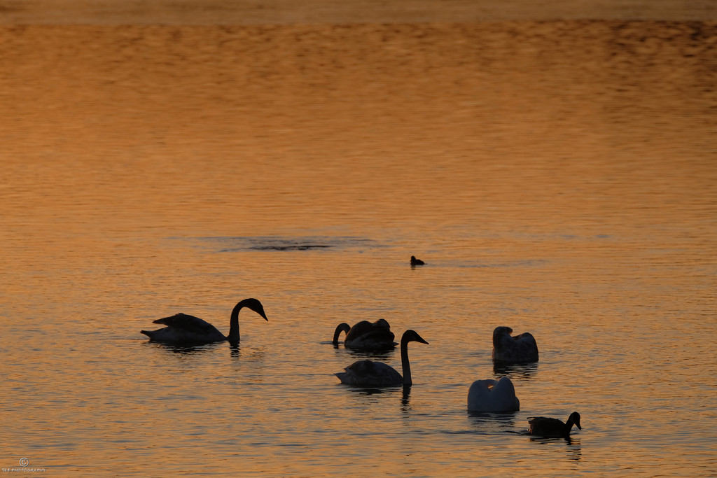 Swans at Sunrise by tosee