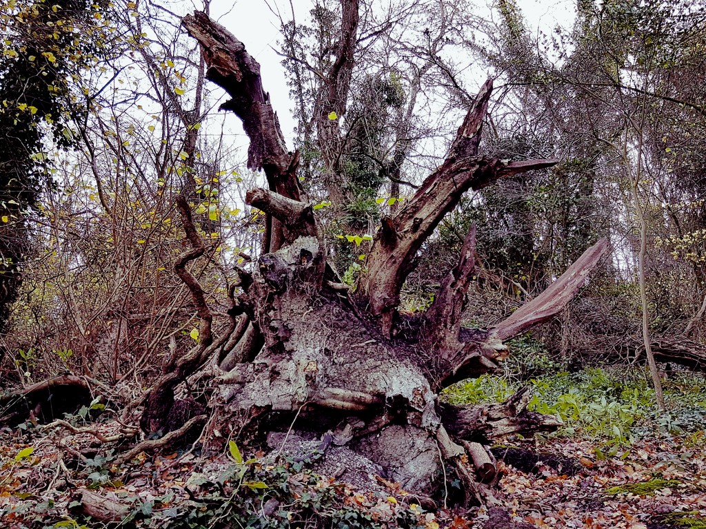 Spooky tree stump by julienne1