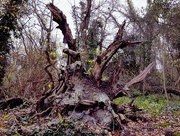 2nd Dec 2017 - Spooky tree stump
