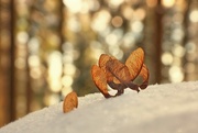 2nd Dec 2017 - 2017-12-02 winged seeds and bokeh