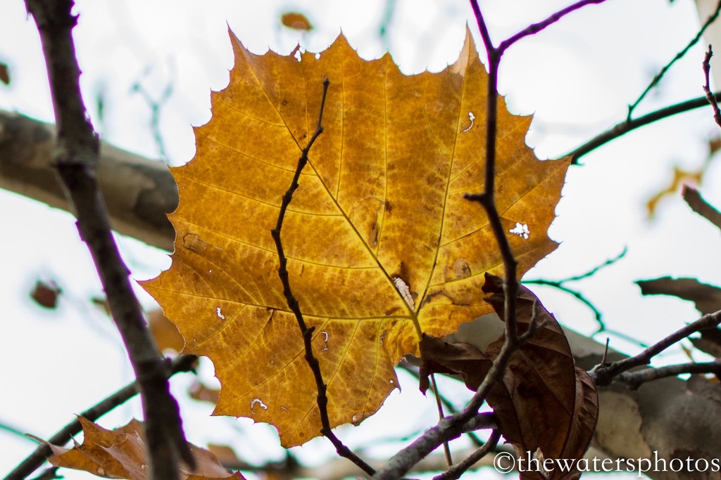 Sycamore leaf on a cloudy day... by thewatersphotos