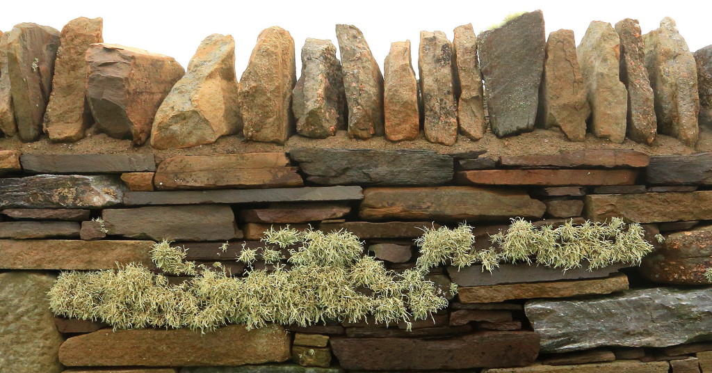 Lichen Wall by lifeat60degrees