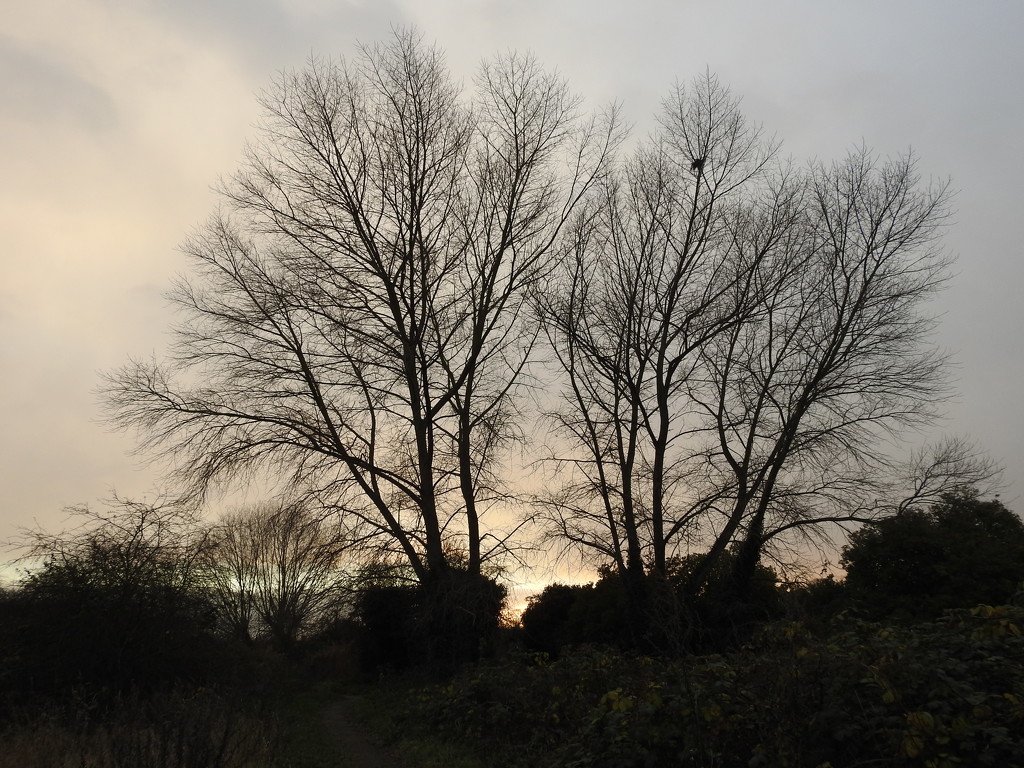 Trees sky  by oldjosh