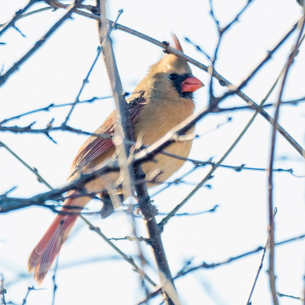 Female Northern Cardinal Square by rminer
