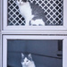 window cats by aecasey