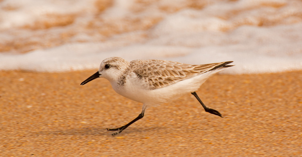 Sandpiper Running From the Waves! by rickster549