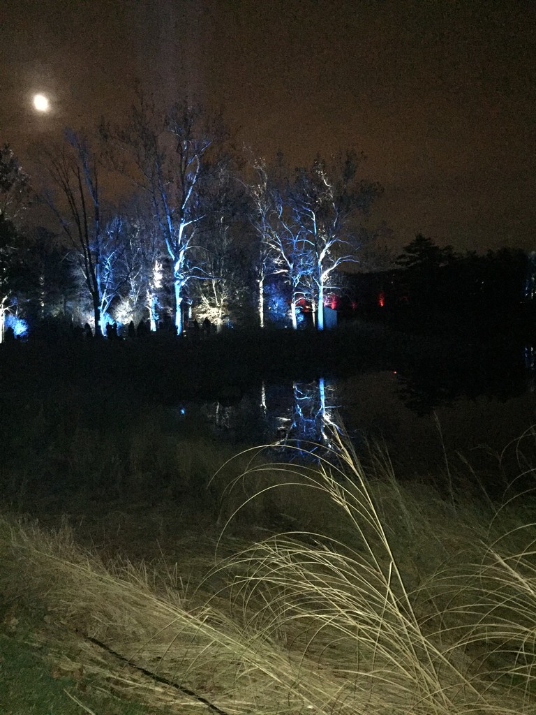 One more from the Morton Arboretum lights festival  by kchuk