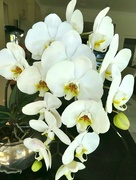 3rd Dec 2017 - Happy Orchid........