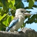  Blue winged Kookaburra by judithdeacon