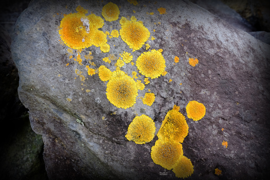 Rather likin' the lichen by dkbarnett