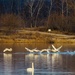 Swans taking Off by jae_at_wits_end