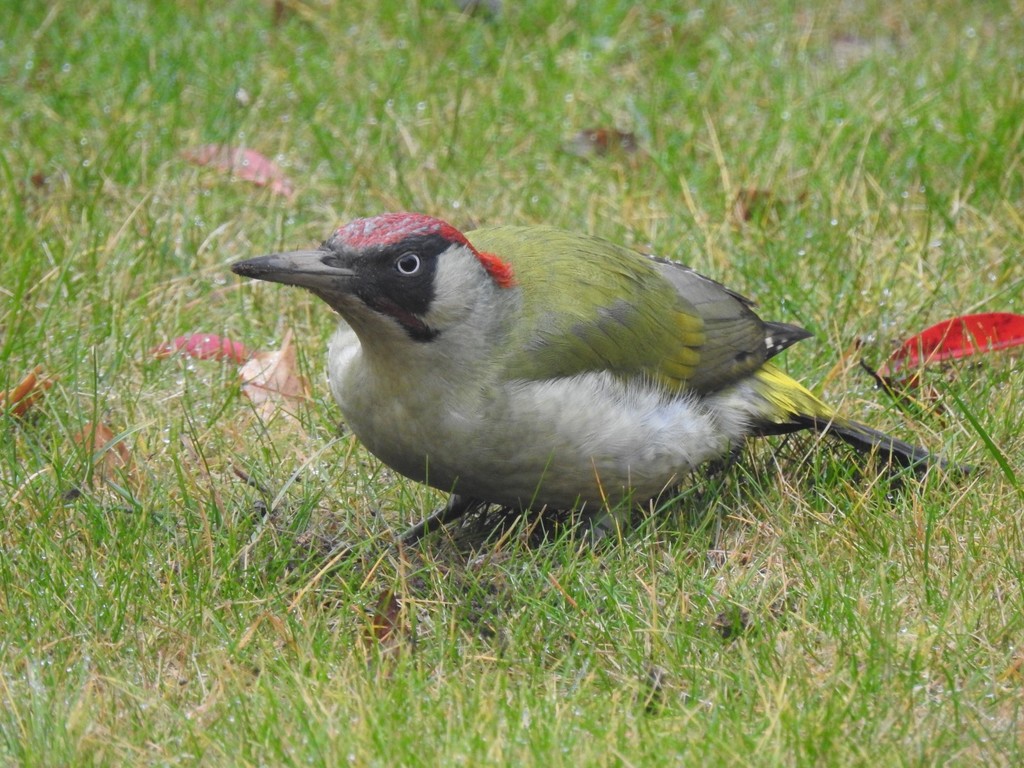 Green Woodpecker by mattjcuk