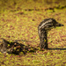 Little Loch Ness by helenw2