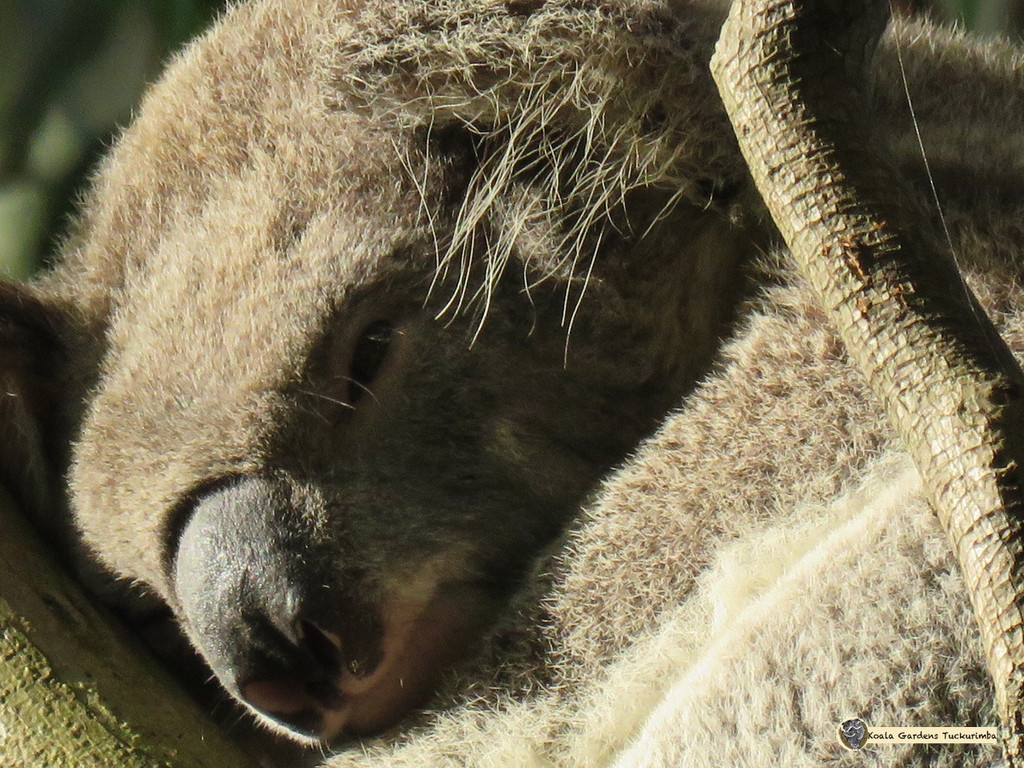 early light by koalagardens