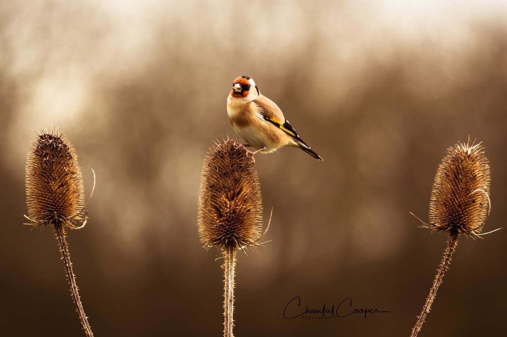 Goldfinch by shepherdmanswife