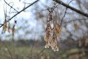 3rd Dec 2017 - Sycamore Tree Whirligig Seeds