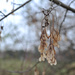 Sycamore Tree Whirligig Seeds by loweygrace