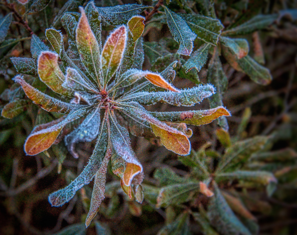 Frost on Greens by joansmor