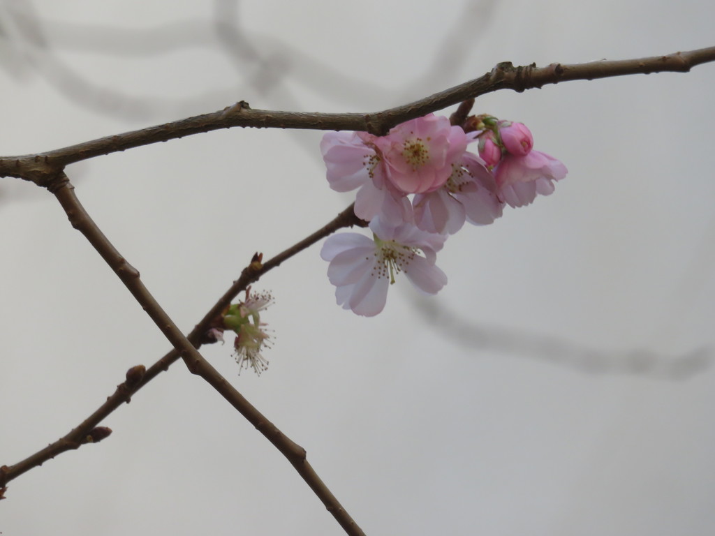 Blossom blossoming  by countrylassie