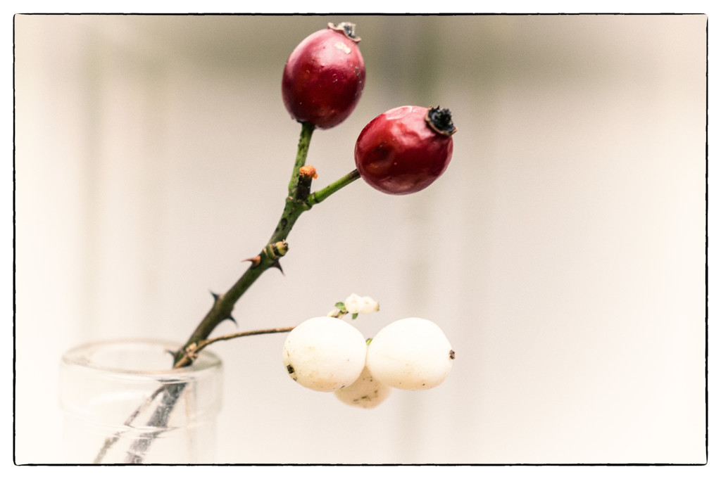 Rose hips and snowberries by fbailey
