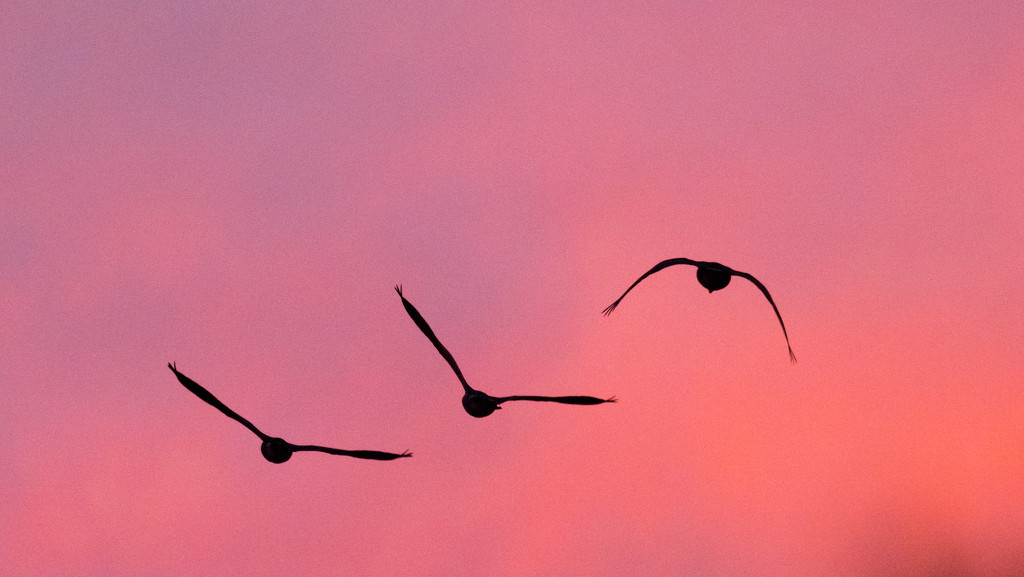 Geese into sunset wide by rminer