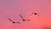 3rd Dec 2017 - Geese into sunset wide