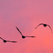 Geese into sunset wide by rminer