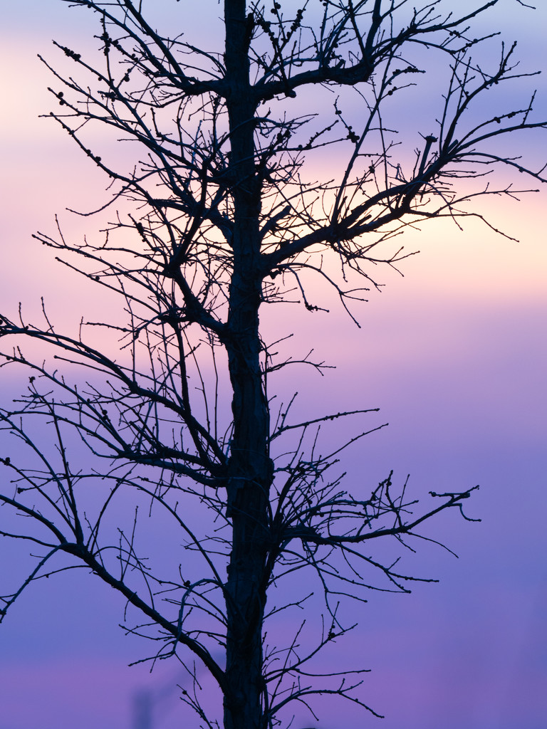 Purple Tree by rminer