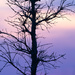 Purple Tree by rminer