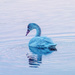 Swan by rminer