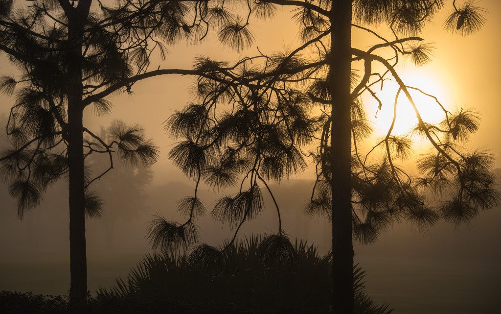 Misty Morning Sunrise by taffy
