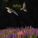 Black fronted terns over lupins by maureenpp
