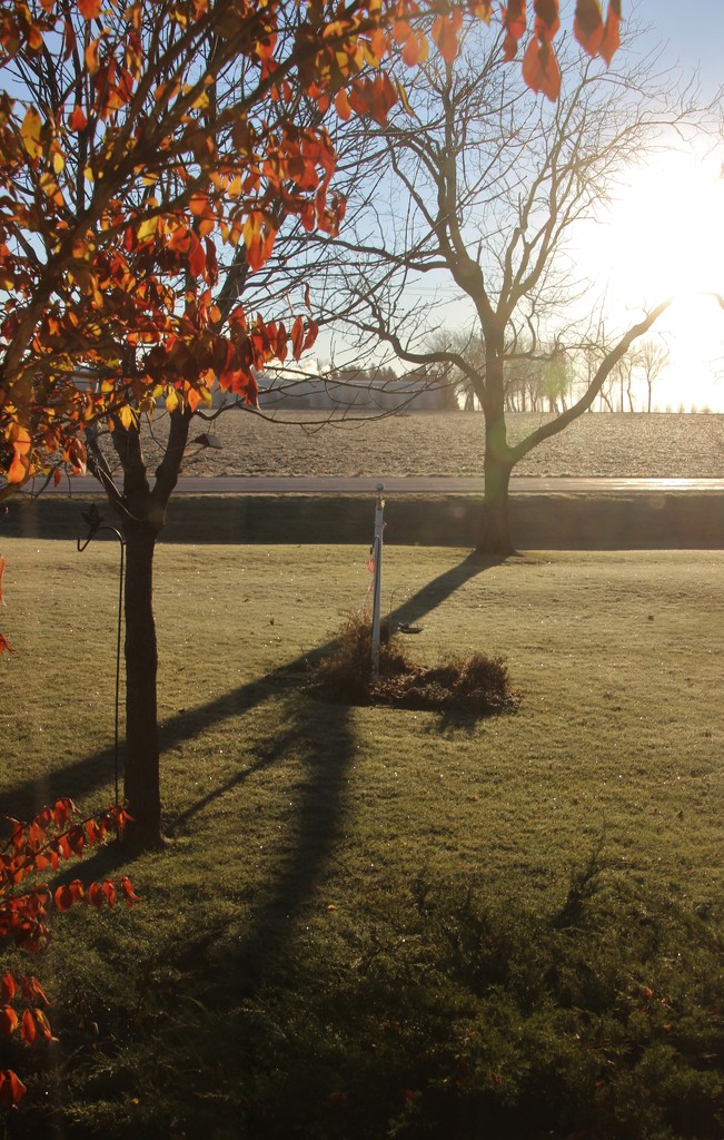 Sunlit Frosty Autumn Morning by bjchipman
