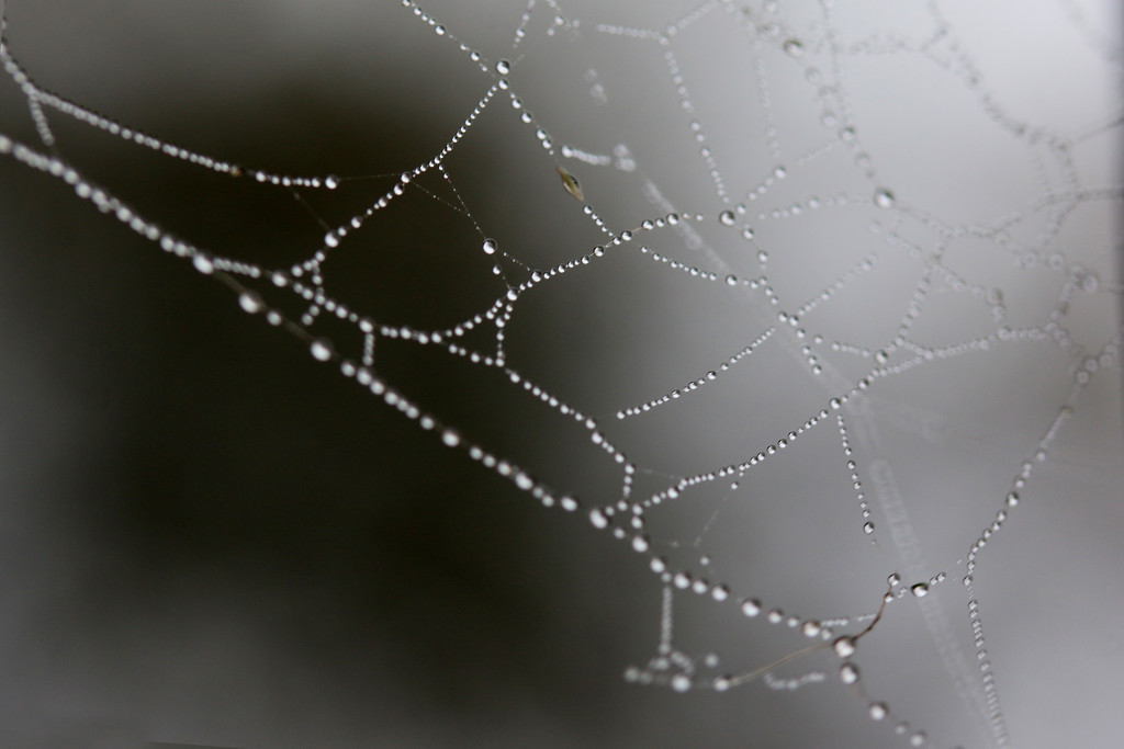 Another web by ingrid01