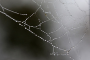 30th Nov 2017 - Another web