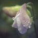 Raindrops by nicolecampbell
