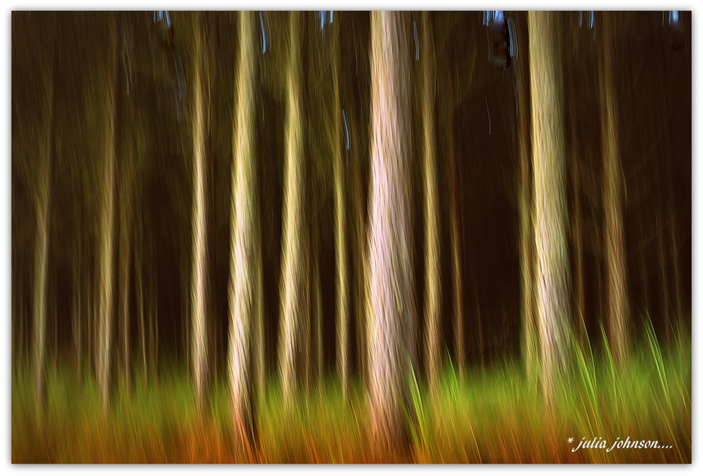 Forest in ICM by julzmaioro