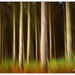 Forest in ICM by julzmaioro