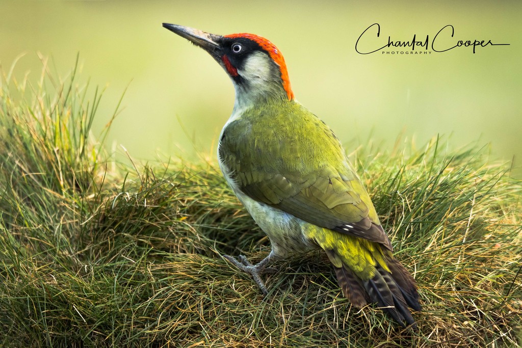 Green Woodpecker by shepherdmanswife
